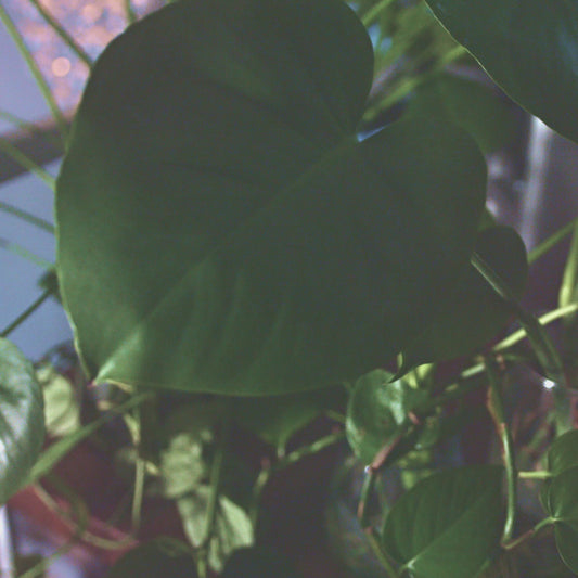 Magic Terrarium T-Shirt